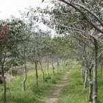 đảo Jeju – Jeju Olle, Hàn Quốc