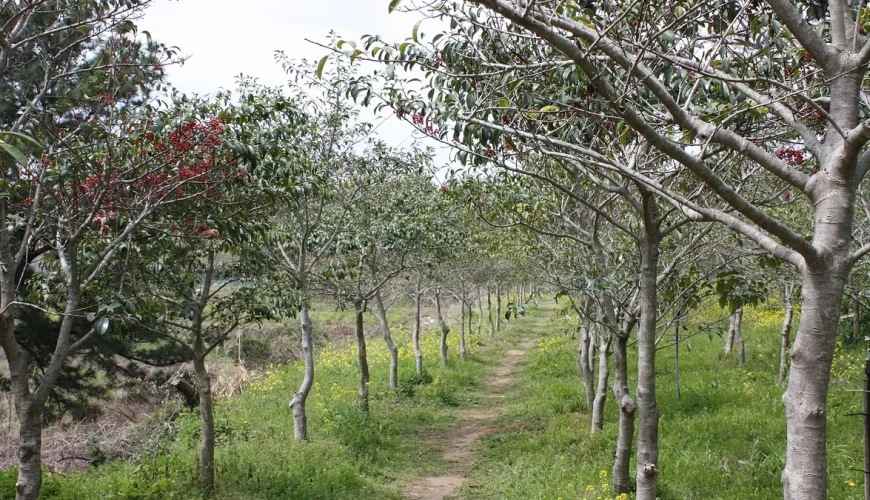 đảo Jeju – Jeju Olle, Hàn Quốc