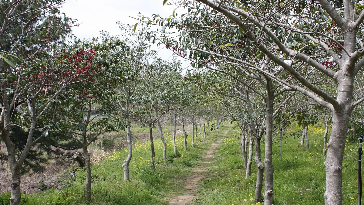 đảo Jeju – Jeju Olle, Hàn Quốc