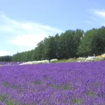 Furano – Biei, Hokkaido, Nhật Bản