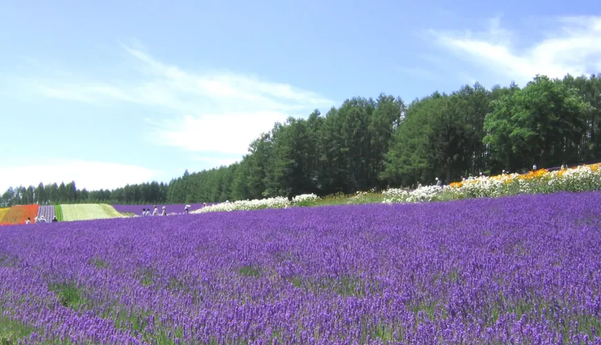 Furano – Biei, Hokkaido, Nhật Bản