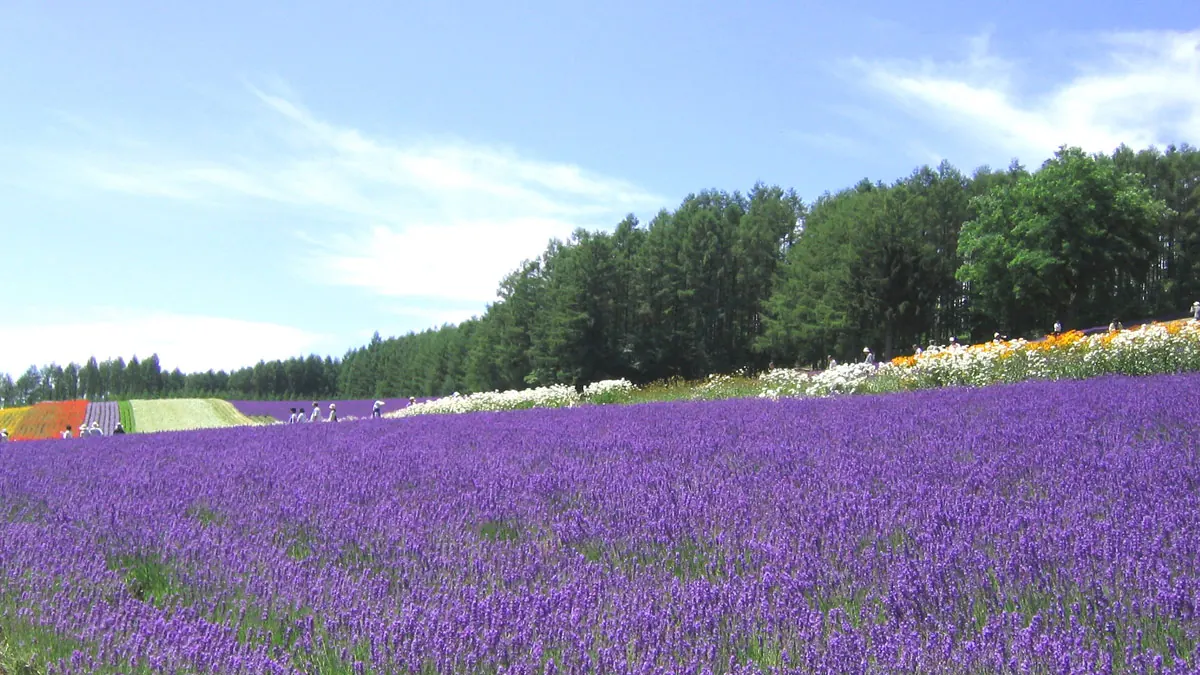 Furano – Biei, Hokkaido, Nhật Bản