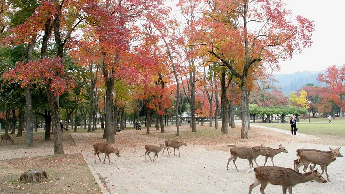 Trải nghiệm địa phương tại Kyoto, Nhật Bản