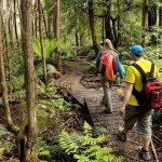 Day Nui Dandenong The Dandenong Ranges 785 1