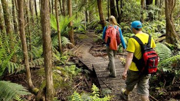 Day Nui Dandenong The Dandenong Ranges 785 1