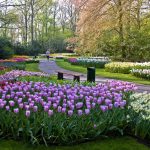 Vuon Hoa Keukenhof Ha Lan 1463 5