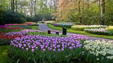 Vuon Hoa Keukenhof Ha Lan 1463 5