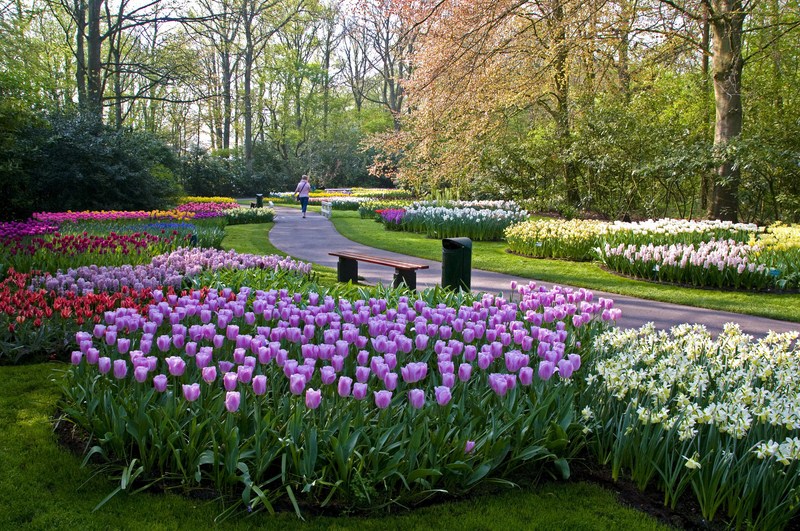 Vuon Hoa Keukenhof Ha Lan 1463 5