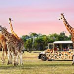 Vuon Thu Hoang Da Werribee Werribee Open Range Zoo 787 1