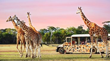 Vuon Thu Hoang Da Werribee Werribee Open Range Zoo 787 1