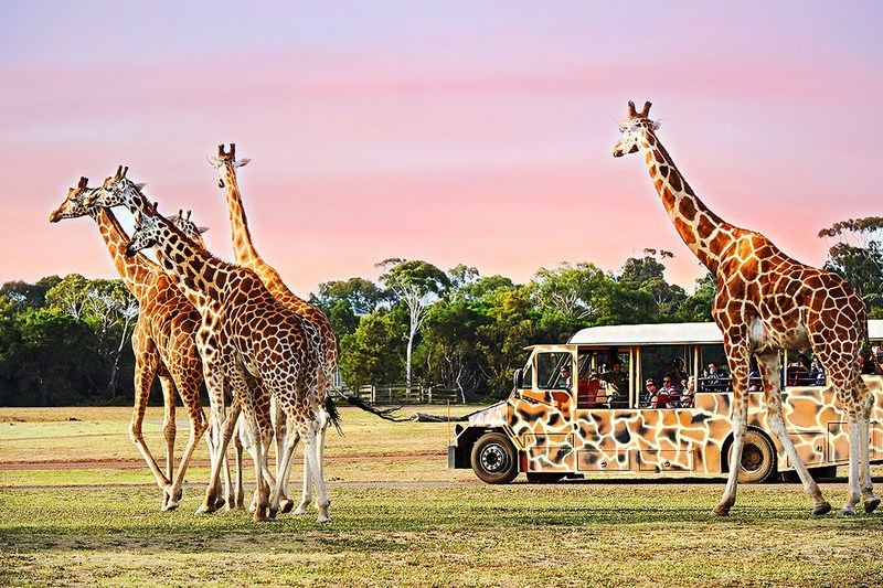 Vuon Thu Hoang Da Werribee Werribee Open Range Zoo 787 1