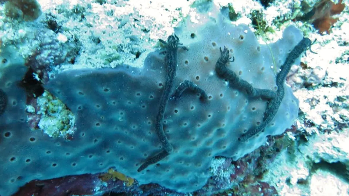 Tuyến tham quan tại Baa Atoll, Maldives, Maldives