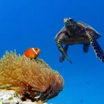 Baa Atoll, Maldives, Maldives