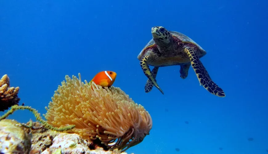Baa Atoll, Maldives, Maldives