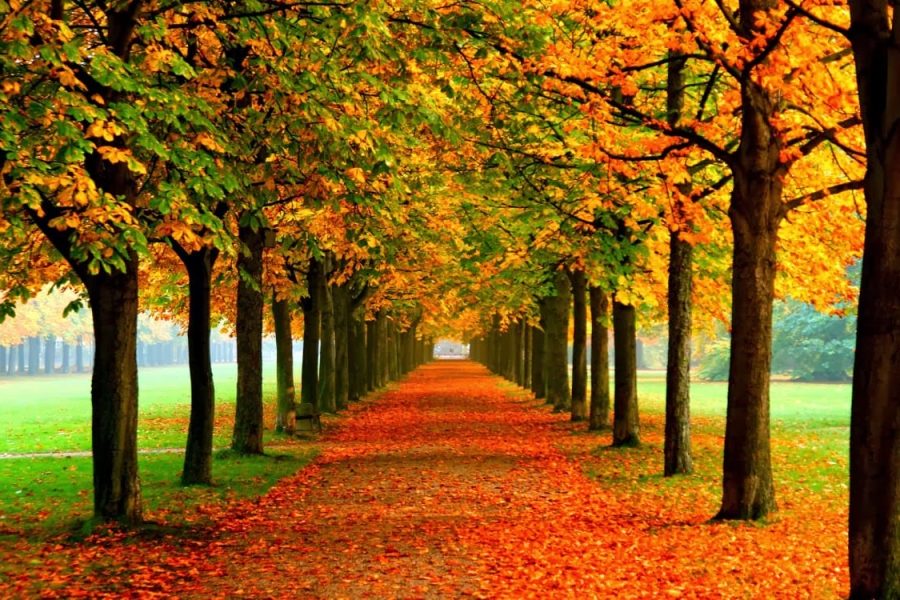 Hà Nội – Seoul – Nami – Everland – Seoul (KHÁM PHÁ MÙA THU LÁ VÀNG, LÁ ĐỎ)