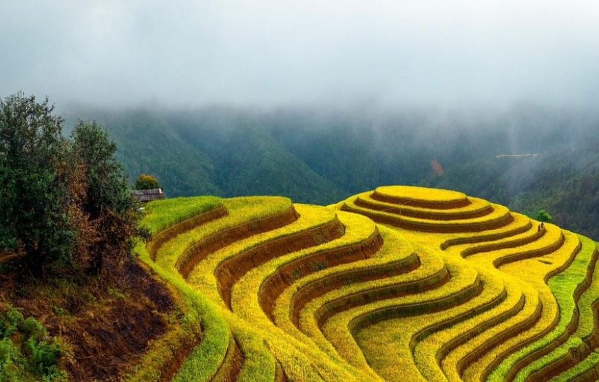 Mùa Vàng Mù Cang Chải 2024