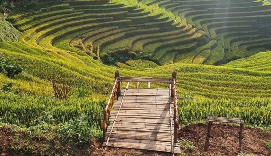 Mùa Vàng Mù Cang Chải 2024