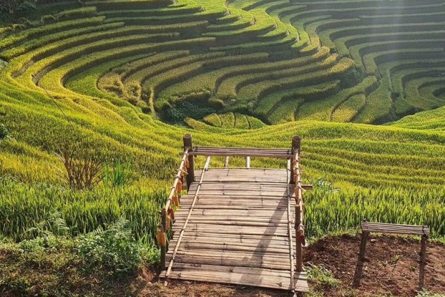 Mùa Vàng Mù Cang Chải 2024