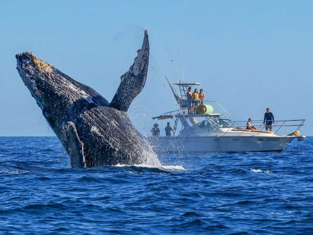 NGÀY 6: CAPE TOWN – HERMANUS