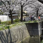 Kyoto – Mùa hoa anh đào ở Kyoto