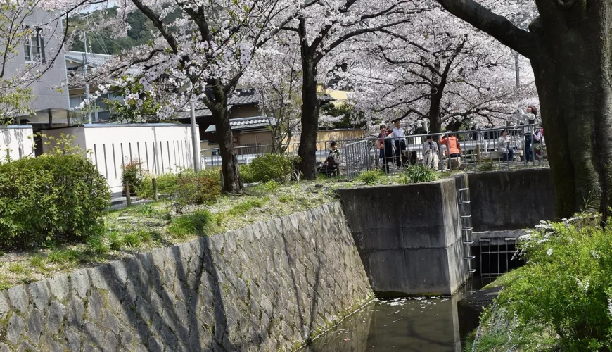 Kyoto – Mùa hoa anh đào ở Kyoto