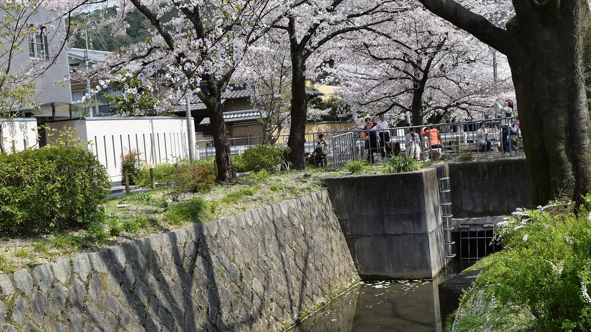 Kyoto – Mùa hoa anh đào ở Kyoto